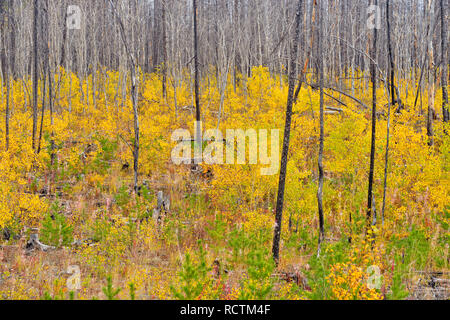 Aspen Setzlinge in eine regenerierende Forest Fire Zone, dem Highway 3 Richtung Norden nach Yellowknife, Nordwest-Territorien, Kanada Stockfoto