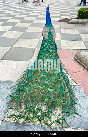 Erwachsenen männlichen Pfau wandern und seiner schönen Farben, die in den Gärten von Cecilio Rodriguez im Retiro Park, in Madrid, Spanien. Stockfoto