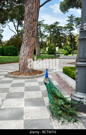 Erwachsenen männlichen Pfau frei Wandern in den Gärten von Cecilio Rodriguez, im Retiro Park, in Madrid, Spanien. Stockfoto