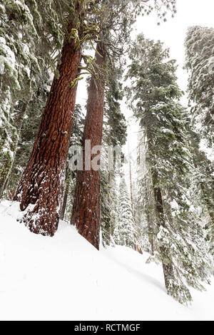 Zwei riesige Mammutbäume (sequoiadendron giganteum) stehen hoch nach einem Wintersturm Dumping frischen Pulverschnee. Stockfoto