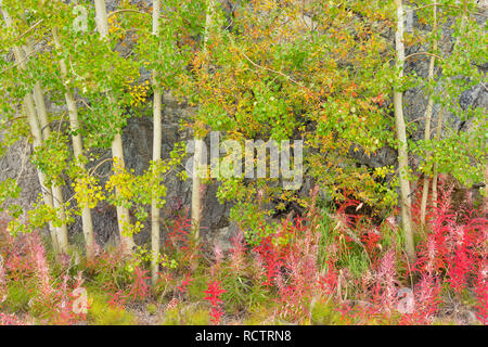 Herbst fireweed und Aspen Bäume, Yellowknife, Nordwest-Territorien, Kanada Stockfoto