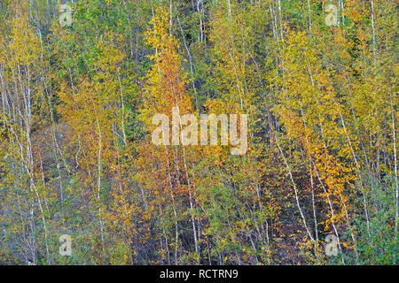 Aspen Bäume im frühen Herbst Farbe, Yellowknife, Nordwest-Territorien, Kanada Stockfoto