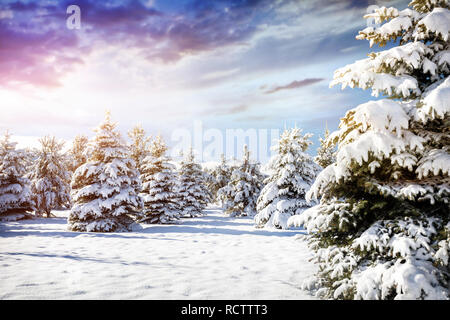 Winter Bergkulisse der Pinienwald mit viel Schnee am purpurroten Himmel Stockfoto