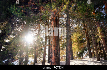 Winter Kiefernwald in den Bergen mit der aufgehenden Sonne Stockfoto