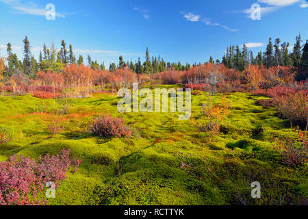 Taiga Landschaft im frühen Herbst, Arktis Haven Lodge, Nunavut, Nunavut, Kanada Stockfoto