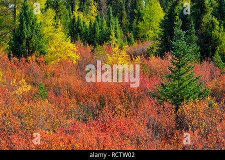 Taiga Landschaft im frühen Herbst, Arktis Haven Lodge, Nunavut, Nunavut, Kanada Stockfoto