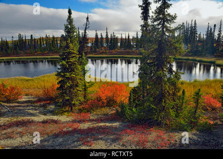 Eine boreal Teich mit Herbst Laub in der Nähe von Ennadai Lake, Arktis Haven Lodge, Ennadai Lake, Nunavut, Kanada Stockfoto