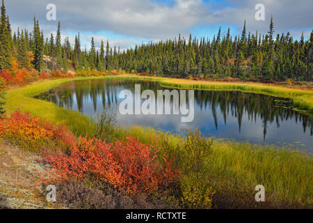 Eine boreal Teich mit Herbst Laub in der Nähe von Ennadai Lake, Arktis Haven Lodge, Ennadai Lake, Nunavut, Kanada Stockfoto