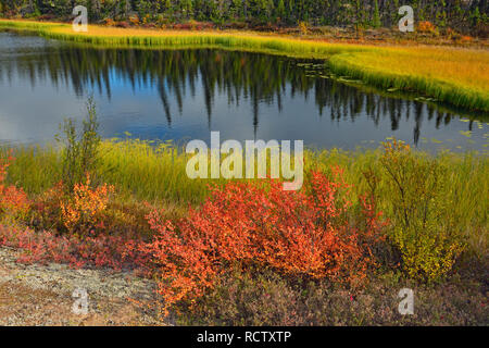 Eine boreal Teich mit Herbst Laub in der Nähe von Ennadai Lake, Arktis Haven Lodge, Ennadai Lake, Nunavut, Kanada Stockfoto