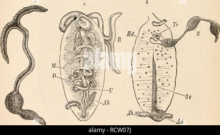 . Elementare Lehrbuch der Zoologie, Tr. Und hrsg. von Adam Sedgwick, mit der Unterstützung von F. G. Heathcote. 300 ANNELIDA. Tatsache, sowie die Bildung der prteoral lobe und der Entwicklung der ventralen angespannt Setre, weist auf eine enge Beziehung zu den Clicetopoda. Im erwachsenen Tier sind jedoch die internen Segmen- tierung ist sehr wenig gekennzeichnet. Die dissepiments, mit Ausnahme der Ersten, der eine Trennwand zwischen dem Kopf und dem Körper, gehen verloren, und der Segmentierung der ventralen Netzkabel ist nur durch die Verteilung der Nerven. Die supra-ösophageale Ganglion rem Stockfoto