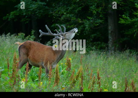 Red Deer (Cervus elaphus). Hirsch in einer Wiese in der Nähe des Waldes. Stockfoto