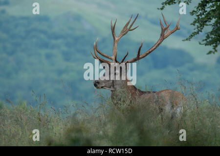 Red Deer (Cervus elaphus). Hirsch in einer Wiese in der Nähe des Waldes. Stockfoto