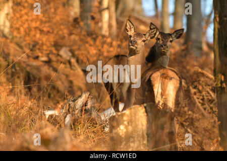 Red Deer (Cervus elaphus). Red hinds im Wald. Polen Stockfoto