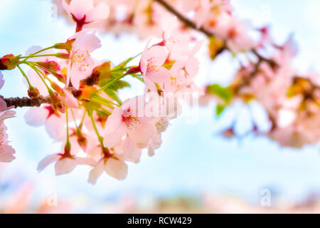 Voller Blüte Cherryblossom Sakura bei Kitakami Tenshochi Park in Kitakami, Iwate, Japan Iwate, Japan - 22 April 2018: kitakami Tenshochi Park von Stockfoto