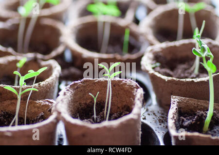 Junge Tomaten Pflanzen in Töpfen im Garten gepflanzt werden. Stockfoto