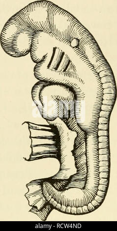 . Elemente der Biologie, insbesondere in Bezug auf ihre Rolle im Leben der Tiere. Biologie; Zoologie. 272 ELEMENTE DER BIOLOGIE. Bitte beachten Sie, dass diese Bilder sind von der gescannten Seite Bilder, die digital für die Lesbarkeit verbessert haben mögen - Färbung und Aussehen dieser Abbildungen können nicht perfekt dem Original ähneln. extrahiert. Buchanan, James William, 1888 -. New York, London, Harper & Amp; Brüder Stockfoto