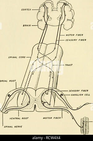 . Elemente der Biologie, mit besonderem Bezug auf ihre rÃ'le in das Leben der Tiere. Biologie; Zoologie. 212 ELEMENTE DER BIOLOGIE reichlich, ein Geschmack, und jeder Zweig der Efferenten Fasern, die Axone, kommuniziert mit den dendriten von einer oder mehreren anderen Neuronen. Die Anordnung der Fasern von Neuronen, die stimuU auf den Cortex des Gehirns MOTOR FIBRE SENSORr FIBRE RÜCKENMARK leiten. DORSAL VENTRAL ROOT ROOT spinalen Nerven sensorischen NERVENFASERN ENDEN IN RICHTUNG ZELLE - MOTOR NERVENFASERN E//Ding im Muskel Abb. 141. âScheme Nervenbahnen in einem Säugetier. (Nach Waldmeister: Biologie der Tiere, veröffentlicht vom Macmilla Stockfoto