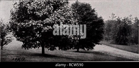 . Beschreibende Preisliste. Baumschulen Gartenbau Kataloge; Evergreens Kataloge; Obst Bäume; Sträucher Kataloge Kataloge; Klettern; Rosen pflanzen Kataloge Kataloge. 28 C.M.HOBBS &Amp; Söhne, Baumschulen Liriodendron * Tulpenbaum LIRIODENDRON tulipfera (Weichholz). Eine der edelsten Bäume der amerikanischen Wald und lange im Anbau. Eine robuste Baum, groß, der Pyramidalen Gewohnheit, mit schönen, sauberen Laub bläulich grün, selten durch Insekten oder Pilze angegriffen werden, und unter der Annahme einer leuchtenden Farbe Gelb im Herbst. Die Tulpe - wie Blumen, obwohl der nicht sehr auffällige Farbe, grünlich gelb orange Stockfoto