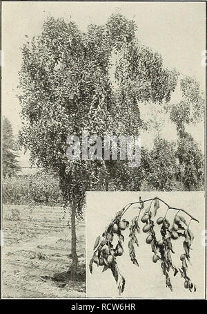 . Beschreibender Katalog der zuverlässigen Obst- und Zierbäume: Rosen und Palmen, Reben und Sträucher zu den vorherrschenden Bedingungen von Boden und Klima an der Westküste zusammen mit der Bepflanzung und kulturelle Hinweise angepasst. Baumschulen, Kalifornien, Fresno, Kataloge, Obstbäumen, Sämlinge, Kataloge; Obst, Kataloge; Pflanzen, Zierpflanzen, Kataloge, Bäume, Sämlinge, Kataloge. 22 illustrierte BESCHREIBENDER KATALOG DER JUJUBE eine vergleichsweise wenig bekannte Früchte aus China, wo sie als die chinesischen Datum bekannt ist, weil, wenn es Verarbeitet ähnelt, Obst. Baum aufrecht breitwüchsig mit dem dar Stockfoto