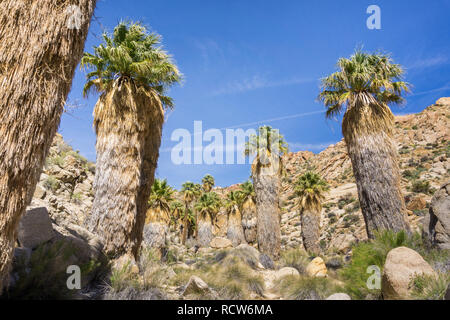 Ventilator Palmen (Washingtonia filifera) in die verlorene Palms Oase, ein beliebter Ort zum Wandern, Joshua Tree National Park, Kalifornien Stockfoto