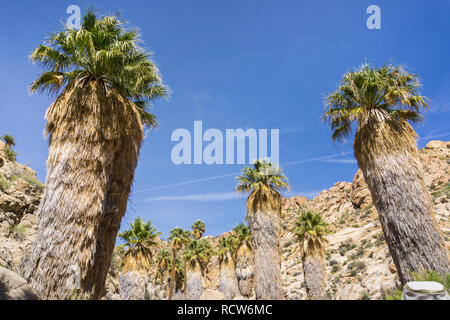 Ventilator Palmen (Washingtonia filifera) in die verlorene Palms Oase, ein beliebter Ort zum Wandern, Joshua Tree National Park, Kalifornien Stockfoto