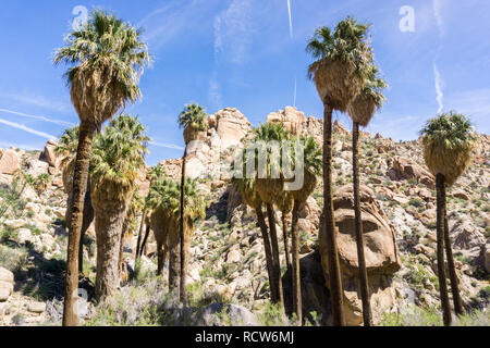 Ventilator Palmen (Washingtonia filifera) in die verlorene Palms Oase, ein beliebter Ort zum Wandern, Joshua Tree National Park, Kalifornien Stockfoto