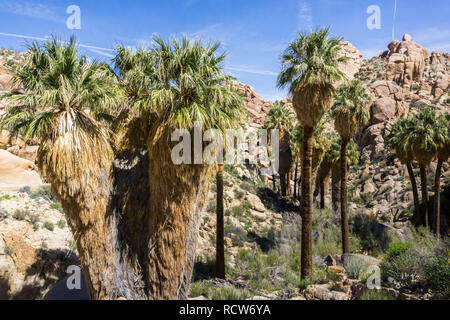 Ventilator Palmen (Washingtonia filifera) in die verlorene Palms Oase, ein beliebter Ort zum Wandern, Joshua Tree National Park, Kalifornien Stockfoto