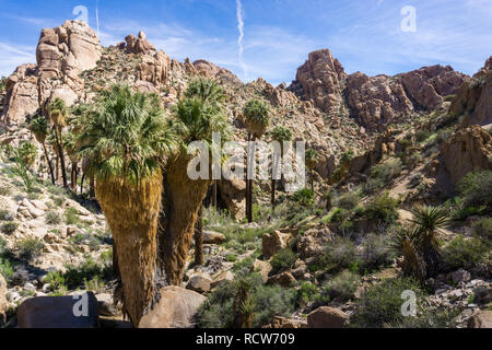 Ventilator Palmen (Washingtonia filifera) in die verlorene Palms Oase, ein beliebter Ort zum Wandern, Joshua Tree National Park, Kalifornien Stockfoto