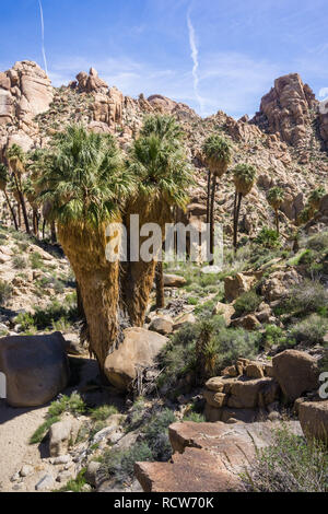 Ventilator Palmen (Washingtonia filifera) in die verlorene Palms Oase, ein beliebter Ort zum Wandern, Joshua Tree National Park, Kalifornien Stockfoto