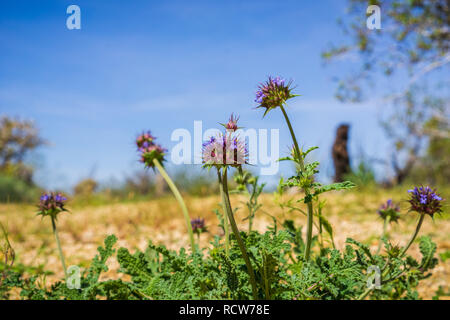 Chia (Salvia columbariae) wilde Blumen blühen in den Joshua Tree National Park im Frühling, Kalifornien Stockfoto