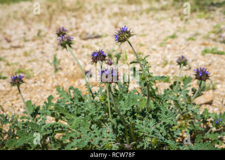 Chia (Salvia columbariae) wilde Blumen blühen in den Joshua Tree National Park im Frühling, Kalifornien Stockfoto