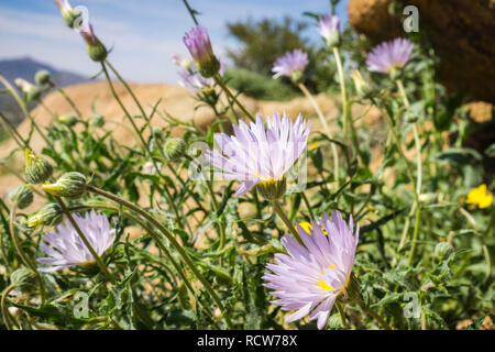 Mojave Aster (Xylorhiza tortifolia) wilde Blumen blühen in den Joshua Tree National Park, Kalifornien Stockfoto