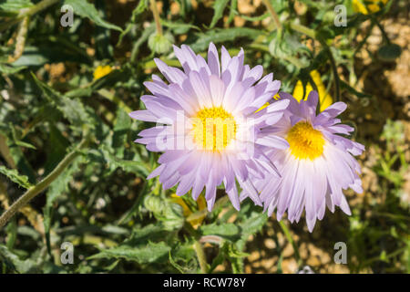 In der Nähe des Mojave Aster (Xylorhiza tortifolia) wilde Blumen blühen in den Joshua Tree National Park, Kalifornien Stockfoto