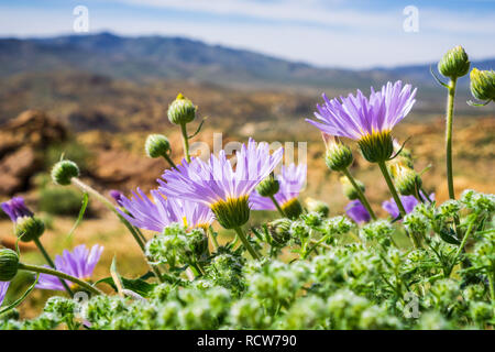 Mojave Aster (Xylorhiza tortifolia) wilde Blumen blühen in den Joshua Tree National Park, Kalifornien Stockfoto