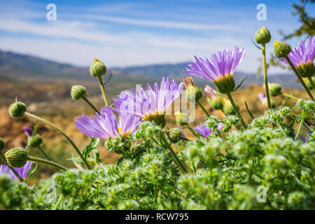 Mojave Aster (Xylorhiza tortifolia) wilde Blumen blühen in den Joshua Tree National Park, Kalifornien Stockfoto