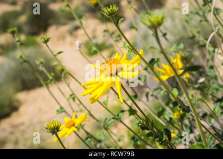 Narrowleaf goldenbush (Ericameria linearifolia) blühen in den Joshua Tree National Park, Kalifornien Stockfoto