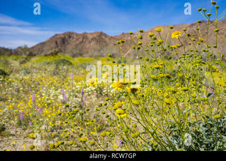 Narrowleaf goldenbush (Ericameria linearifolia) blühen in den Joshua Tree National Park, Kalifornien Stockfoto