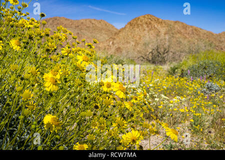 Narrowleaf goldenbush (Ericameria linearifolia) blühen in den Joshua Tree National Park, Kalifornien Stockfoto