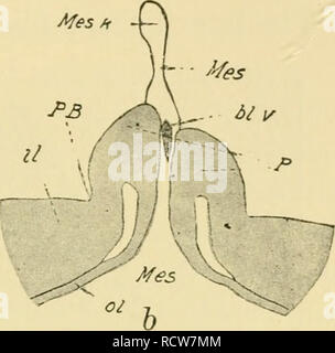 . Die Entwicklung der Küken: eine Einführung in die embryologie. Embryologie; Hühner - Embryonen. Afe/r. Bitte beachten Sie, dass diese Bilder sind von der gescannten Seite Bilder, die digital für die Lesbarkeit verbessert haben mögen - Färbung und Aussehen dieser Abbildungen können nicht perfekt dem Original ähneln. extrahiert. Lillie, Frank Rattray, 1870-1947. New York: Henry Holt Stockfoto