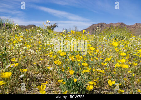 Bereich der Wildblumen im Süden der Joshua Tree National Park, Kalifornien Stockfoto