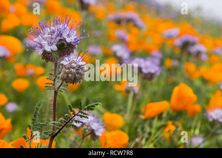 Lacy Phacelia Phacelia (Boraginaceae) blühen unter Kalifornien Mohn Stockfoto