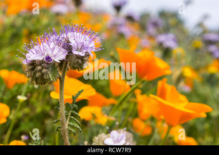 Lacy Phacelia Phacelia (Boraginaceae) blühen unter Kalifornien Mohn Stockfoto