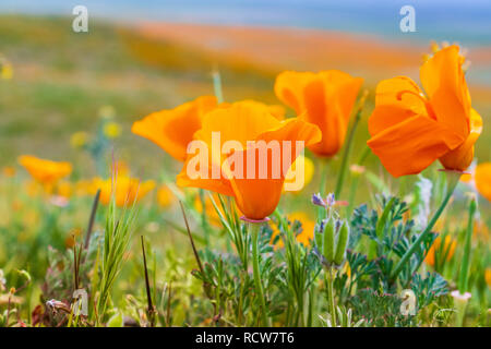 In der Nähe von Kalifornien Mohn (Eschscholzia californica) während der Blütezeit, Antelope Valley California Poppy finden Stockfoto