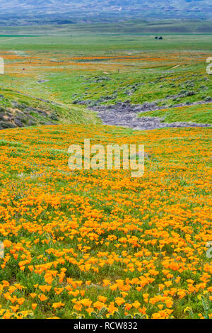 Felder Kalifornischer Mohn (Eschscholzia californica) während der Blütezeit, Antelope Valley California Poppy finden Stockfoto