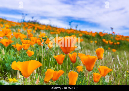 In der Nähe von Kalifornien Mohn (Eschscholzia californica) während der Blütezeit, Antelope Valley California Poppy finden Stockfoto