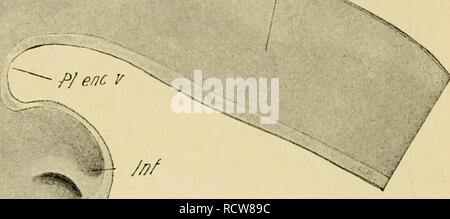 . Die Entwicklung der Küken: eine Einführung in die embryologie. Embryologie; Hühner - Embryonen. Mi^ eJenc. Bitte beachten Sie, dass diese Bilder sind von der gescannten Seite Bilder, die digital für die Lesbarkeit verbessert haben mögen - Färbung und Aussehen dieser Abbildungen können nicht perfekt dem Original ähneln. extrahiert. Lillie, Frank Rattray, 1870-1947. New York: Henry Holt Stockfoto