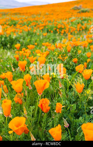 Felder Kalifornischer Mohn (Eschscholzia californica) während der Blütezeit, Antelope Valley California Poppy finden Stockfoto