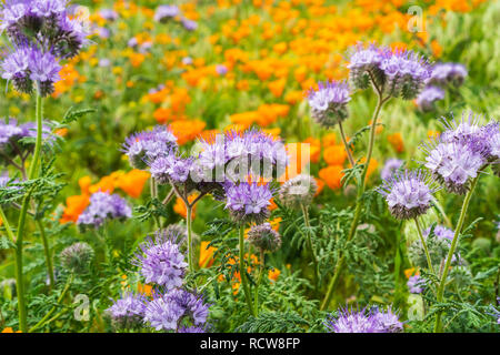 Lacy Phacelia Phacelia (Boraginaceae) blühen unter Kalifornien Mohn Stockfoto