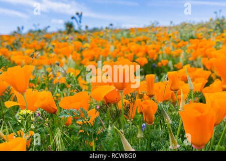 In der Nähe von Kalifornien Mohn (Eschscholzia californica) während der Blütezeit, Antelope Valley California Poppy finden Stockfoto