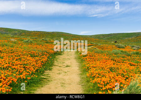 Trail auf den Hügeln von Antelope Valley California Poppy finden während der Blütezeit Stockfoto